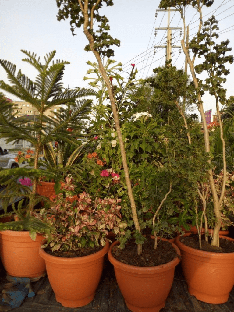 Call For Your Potted Plants In Lekki Phase 1, Lagos, Lagos State Nigeria: Call: 2347025422201 Or Peter 2348188876528 Email: bummyla@gmail.com https://www.bummyla.com