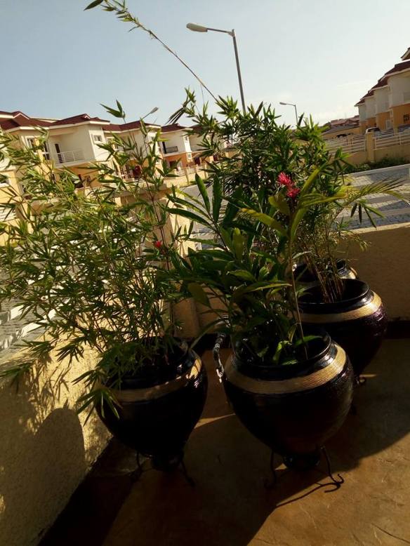 For Your Home Garden Horticultural Services. Call: 2347025422201  Or Peter 2348188876528  Email: bummyla@gmail.com https://www.bummyla.com 