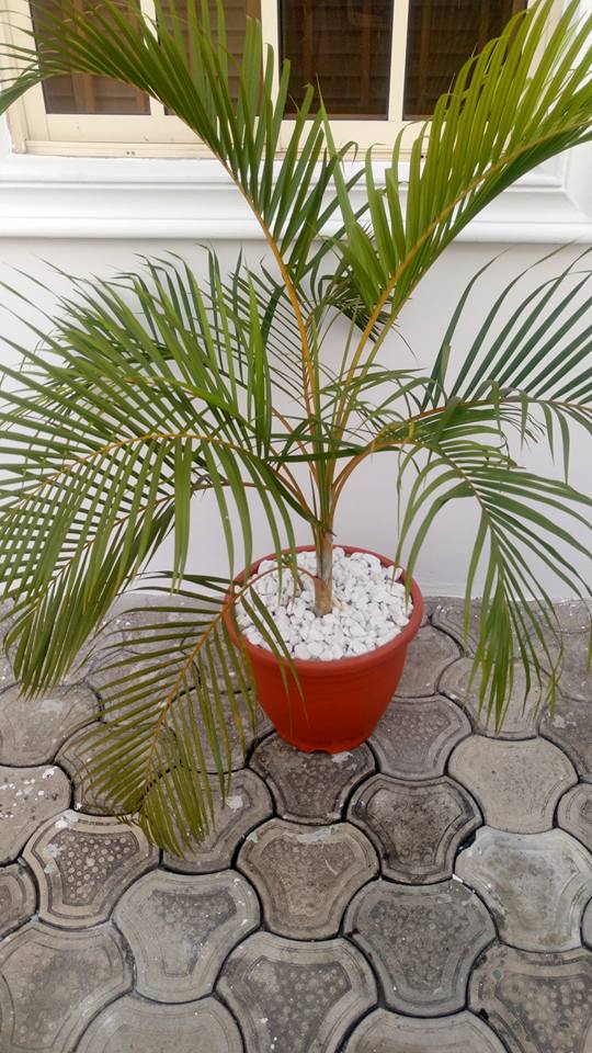 For Your Horticulture Services Call: 2347025422201  Or Peter 2348188876528  Email: bummyla@gmail.com https://www.bummyla.com 