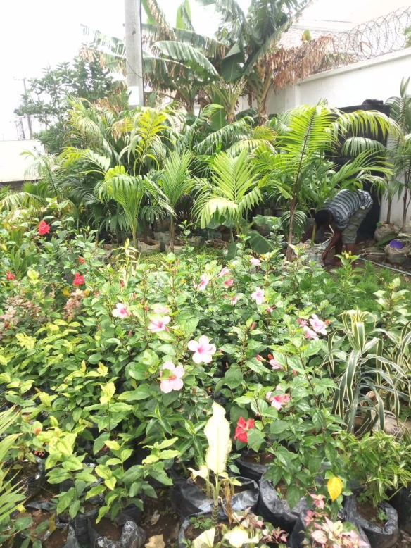 For Your General Garden Maintenance. Call: 2347025422201 Or Peter 2348188876528 https://www.bummyla.com