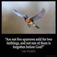Luke_12-6: Are not five sparrows sold for two farthings, and not one of them is forgotten before God?