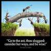 Proverbs_6-6: Go to the ant, thou sluggard; consider her ways, and be wise