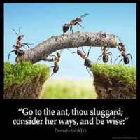 Proverbs_6-6: Go to the ant, thou sluggard; consider her ways, and be wise