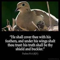 Psalms_91-4: He shall cover thee with his feathers, and under his wings shalt thou trust: his truth shall be thy shield and buckler.